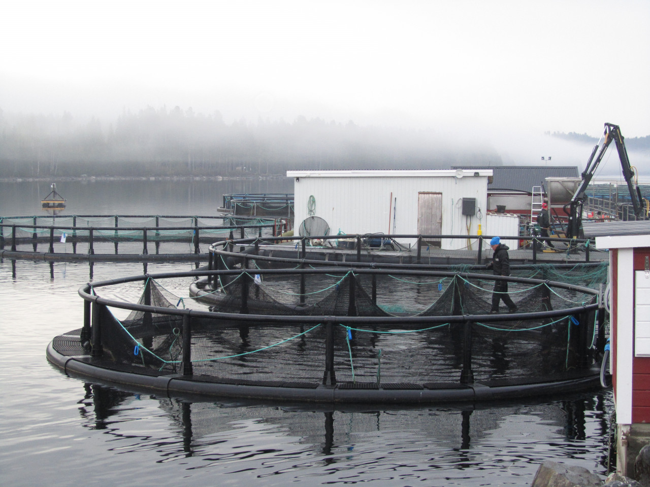 Fiskodlingskasse. Foto: Anders Kiessling